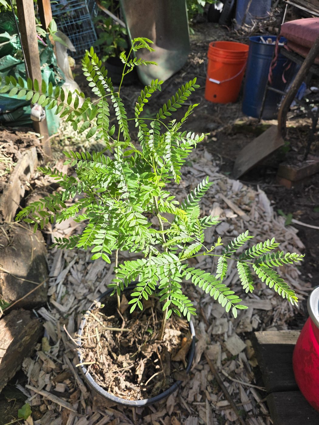 Honey locust seedling