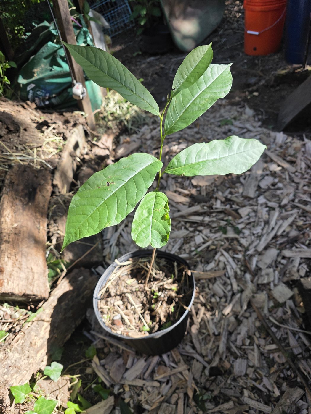 Pawpaw seedling